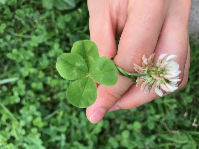 【草加】四葉のクローバー探し