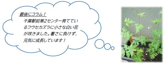 【千葉】コラム