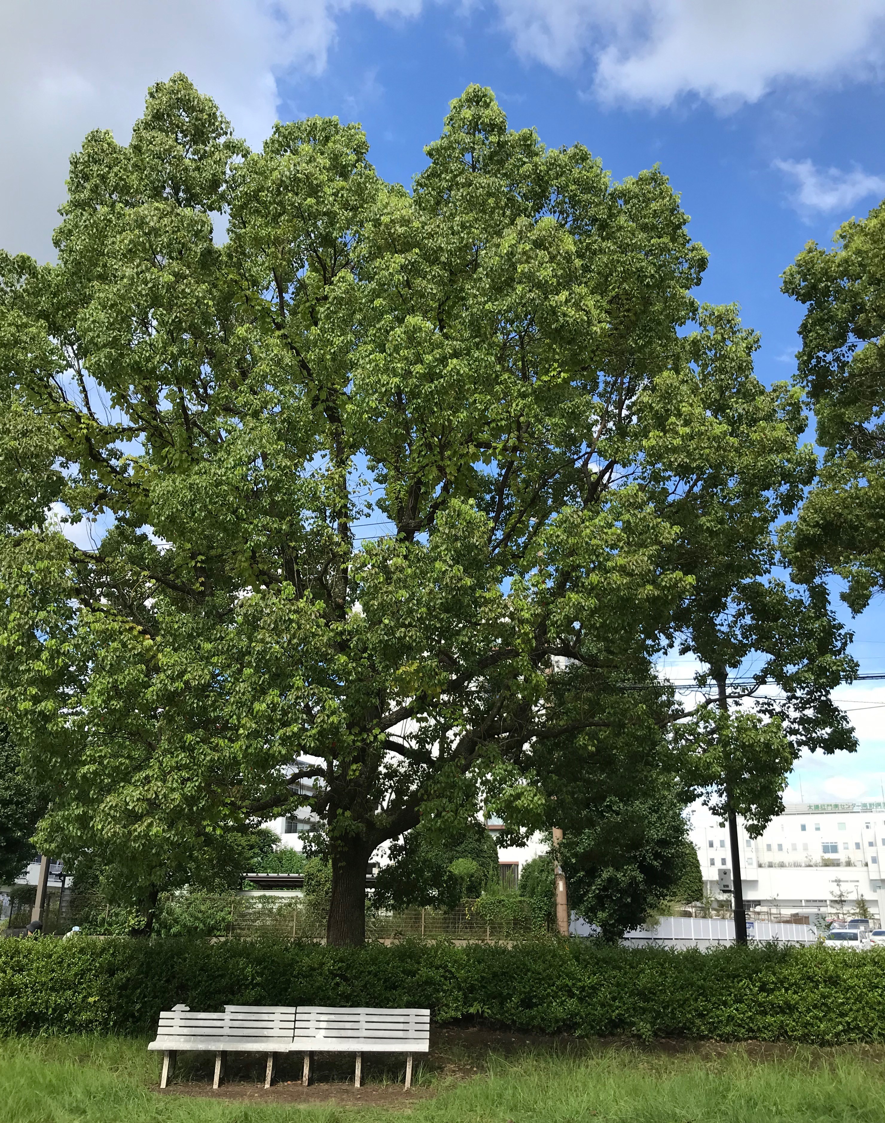 【熊本水前寺】ウォーキング１