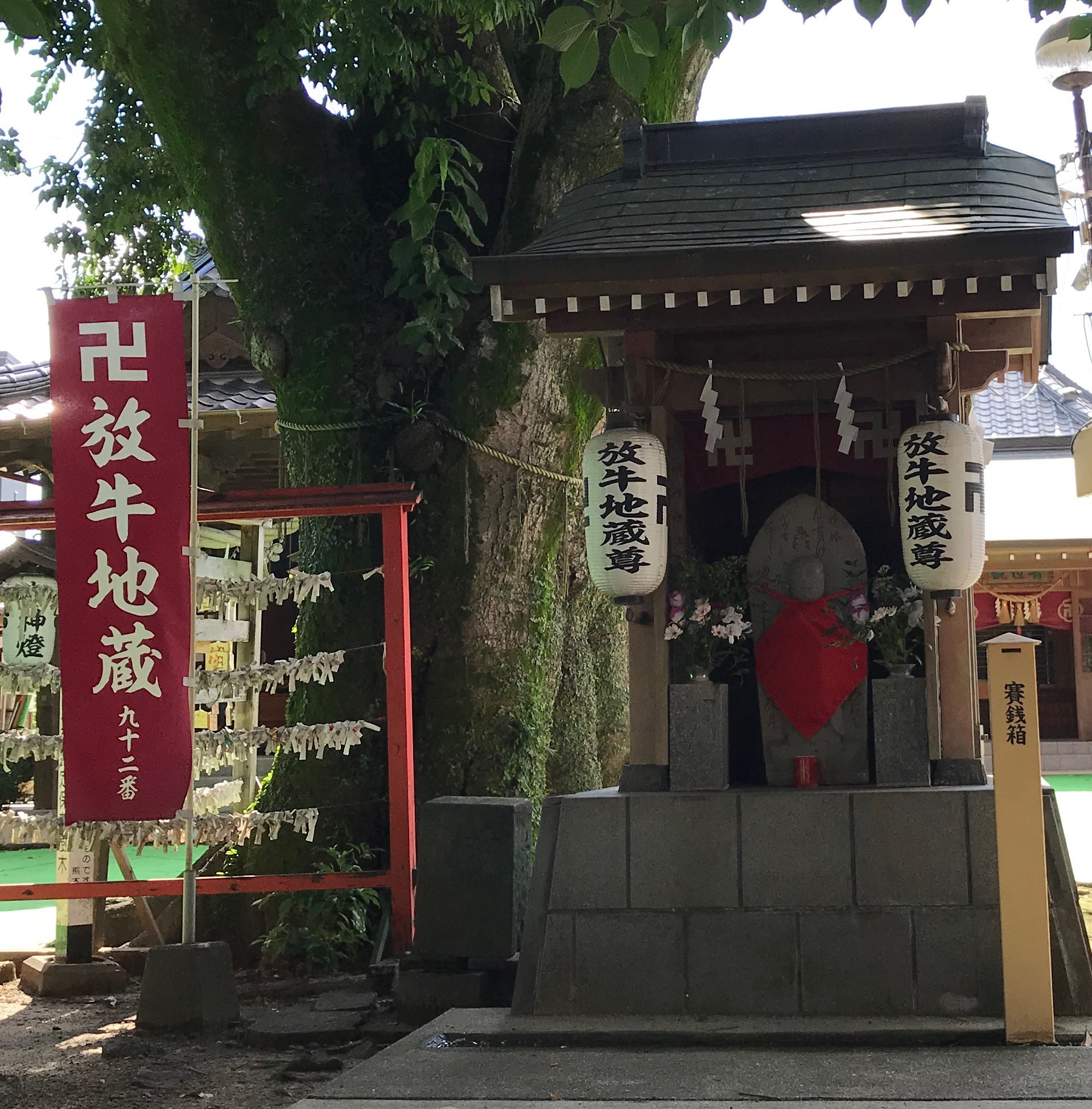 【熊本水前寺】ウォーキング２