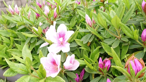 【ウェブ掲載】金沢（20200505）画像③（縮小