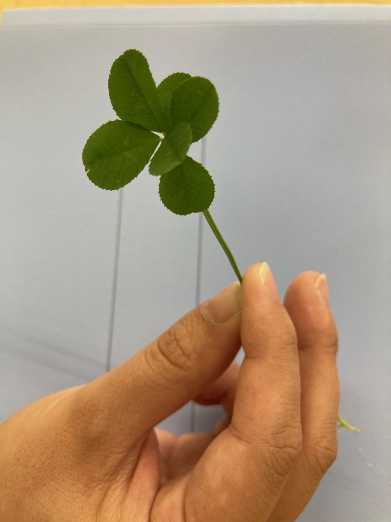 クローバーの写真