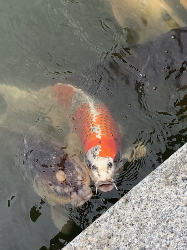 鯉の写真