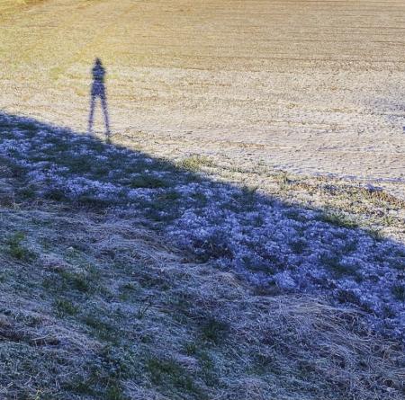 ウェルビーウォーキング