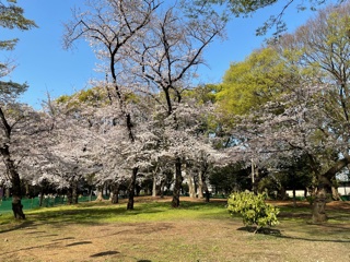 新越谷駅前センター桜01
