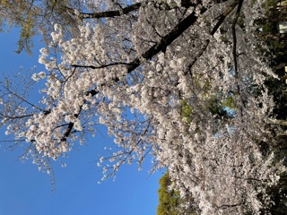 新越谷駅前センター桜02