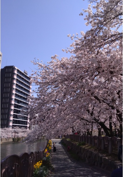 福岡天神北センター桜の写真[1]