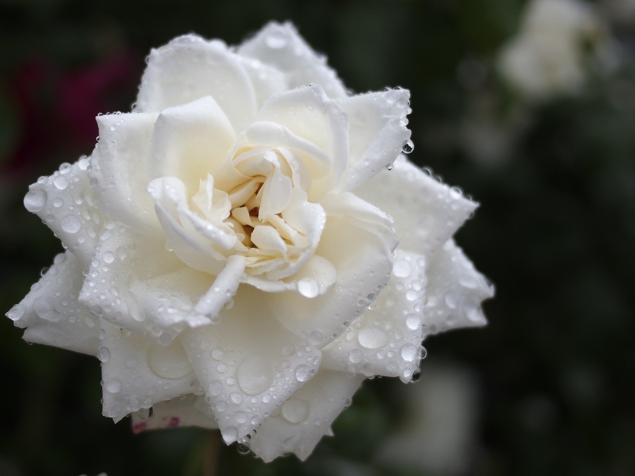 松本駅前センター画像