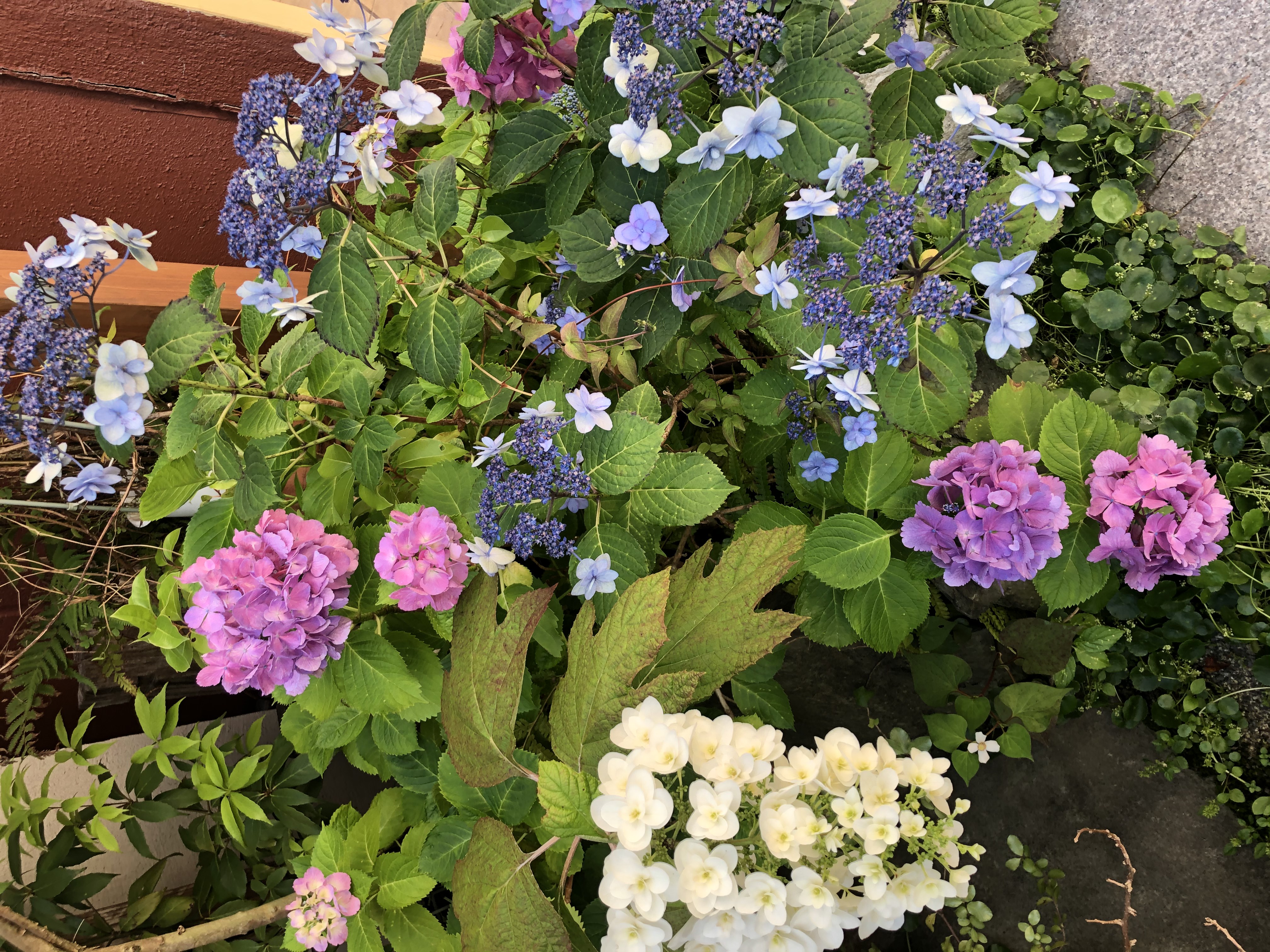 長崎駅前センター紫陽花+(2)