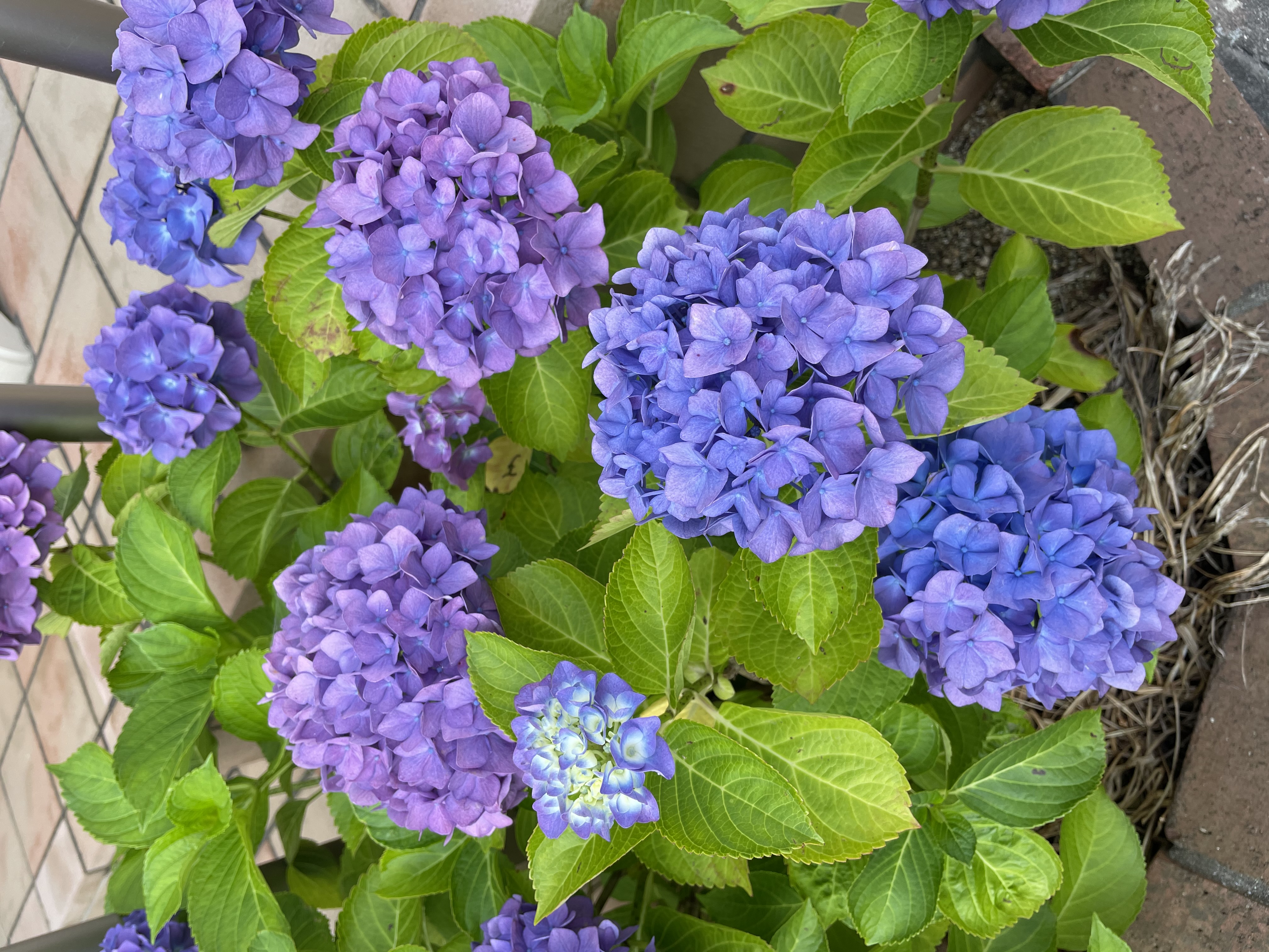 高松センター紫陽花