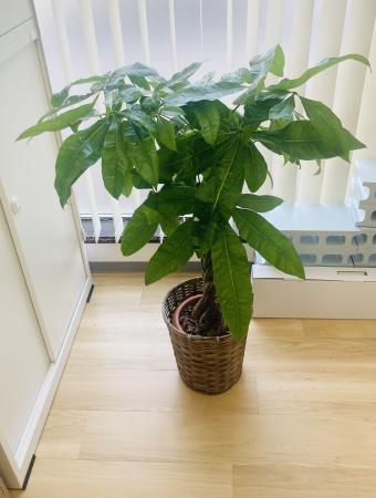 ウェルビー富山センター写真パキラ