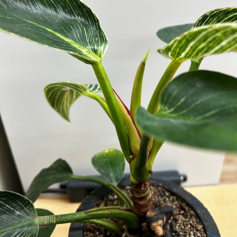 ウェルビー呉駅前センター_植物の写真②